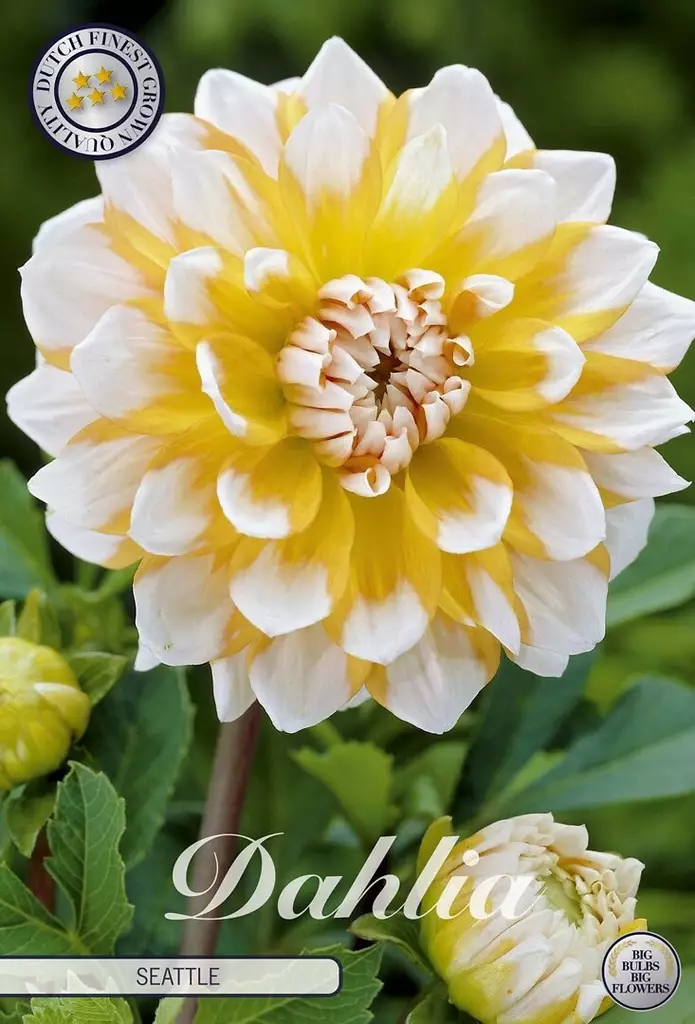 Dahlia Seattle - Siemenet ja sipulit - 8718036004580 - 1