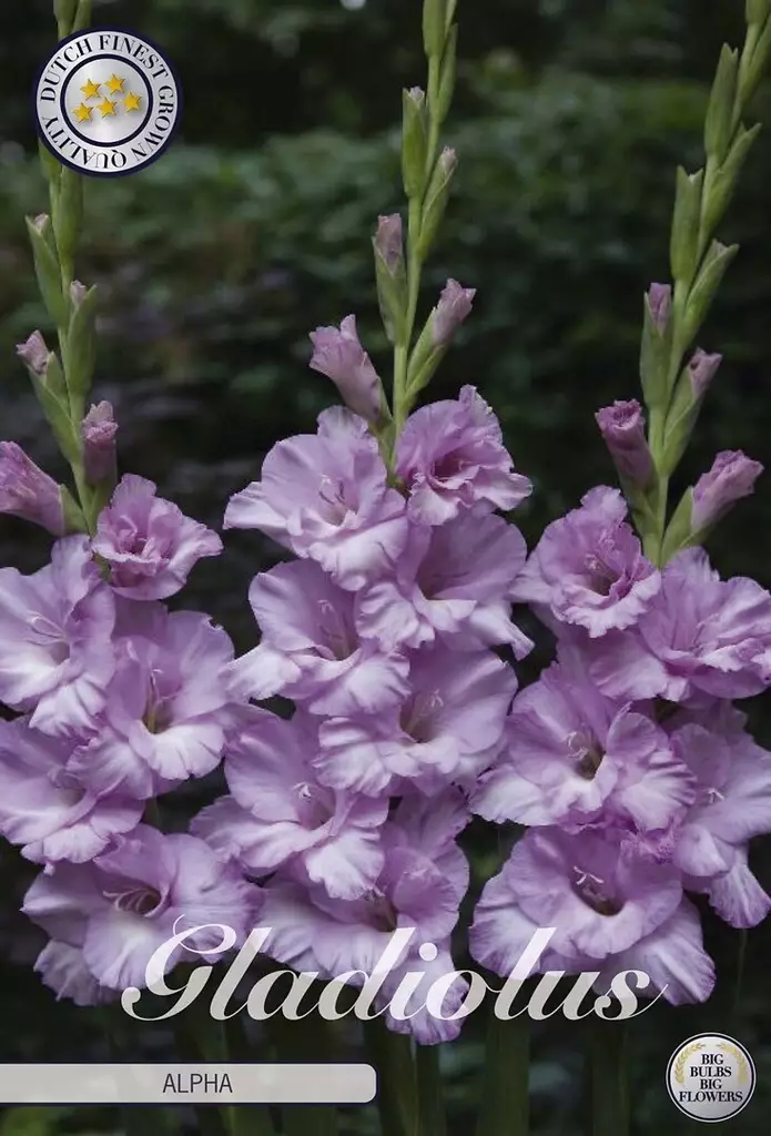 Kasvin korkeus 100 cm Sipulin koko 12/14 - Siemenet ja sipulit - 8720604870350 - 1