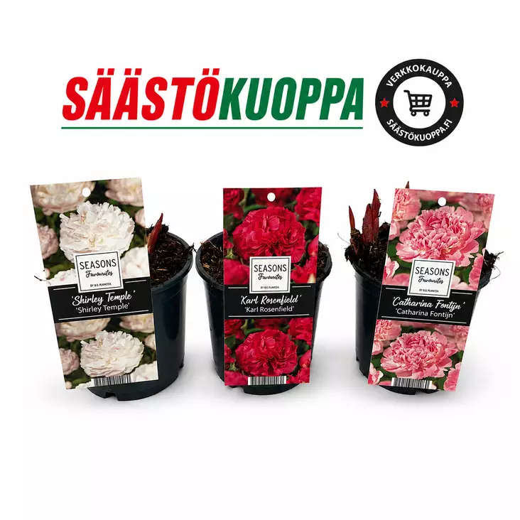 Kiinanpioni 13cm - Kesäkukat - 8720143014260 - 1
