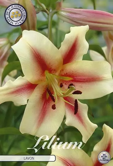 Lilja Zelmira - Siemenet ja sipulit - 8718036502840 - 1