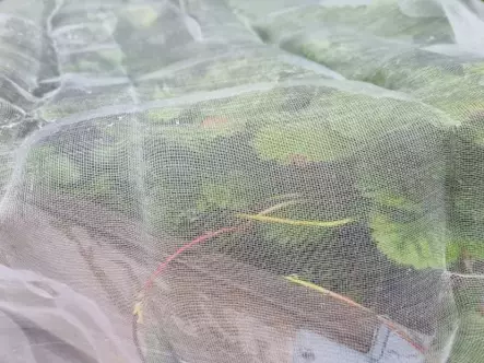 Tuhohyönteisverkko 1,4X5m - Juutti- ja suojaverkot - 6430040629611 - 1