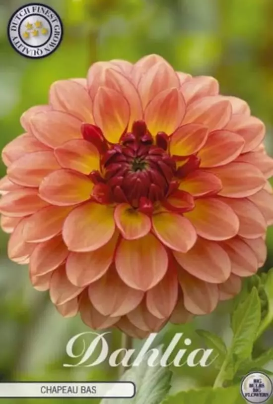 Dahlia Chapeau bas - Siemenet ja sipulit - 8718036506961 - 1