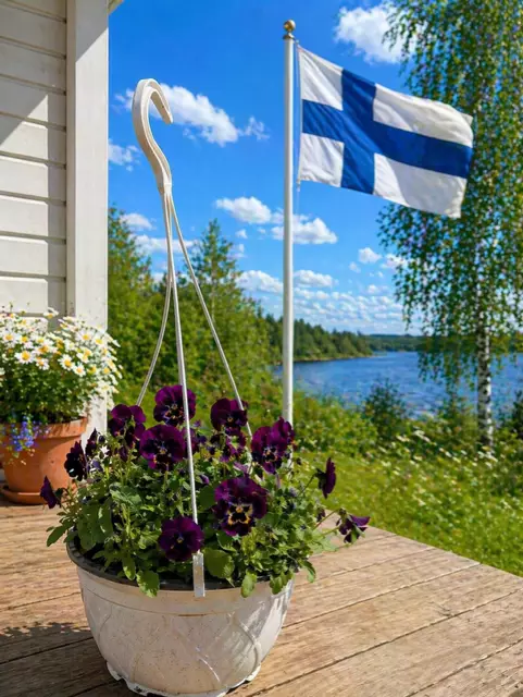 Orvokkiamppeli 19cm ruukku - Kesäkukat - 6418751400101 - 1