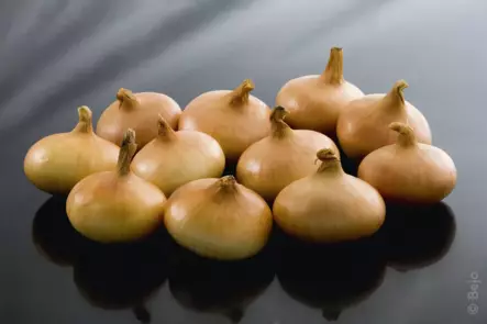 Istukassipuli Stutt. Riesen 21/24 500g - Siemenet ja sipulit - 6415152980102 - 1