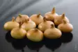 Istukassipuli Stutt. Riesen 21/24 500g - Siemenet ja sipulit - 6415152980102 - 1