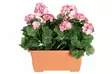 Pelargonia parvekeruukussa pink/valk - Tekokasvit ja -kukat - 6410416437002 - 1