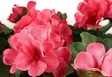 Silkki pelargonia parvekeruukussa pinkki - Tekokasvit ja -kukat - 6410416319902 - 4