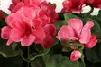 Silkki pelargonia parvekeruukussa pinkki - Tekokasvit ja -kukat - 6410416319902 - 6