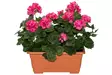 Silkki pelargonia parvekeruukussa pinkki - Tekokasvit ja -kukat - 6410416319902 - 5