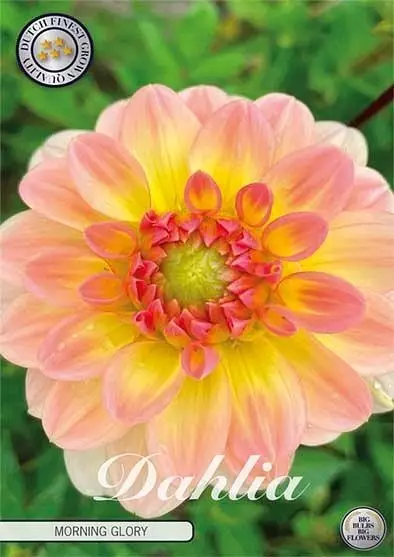 Dahlia Morning glory - Siemenet ja sipulit - 8720812974222 - 1