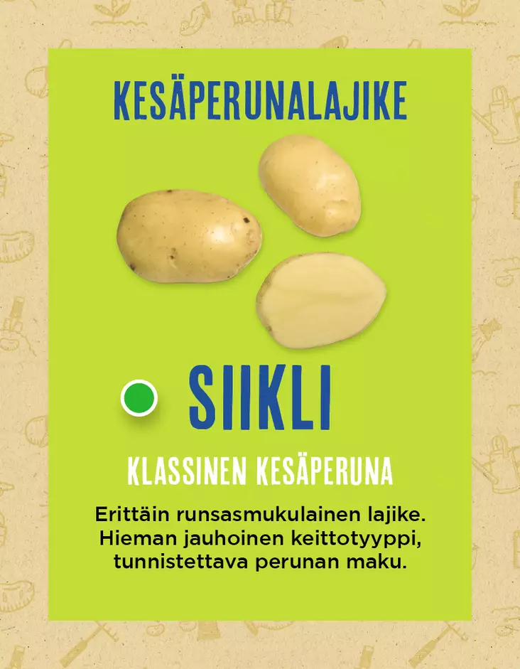 Siemenperuna Siikli 10kg - Siemenet ja sipulit - 6420617360382 - 1