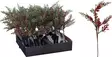 Koristeoksa marjoilla, 32cm - Sisustusesineet - 8721461167263 - 1