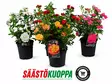 Patioruusu 17cm - Kesäkukat - 8717191140003 - 1