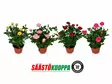 Ruukkuruusu 10,5CM - Kesäkukat - 8713626207143 - 1