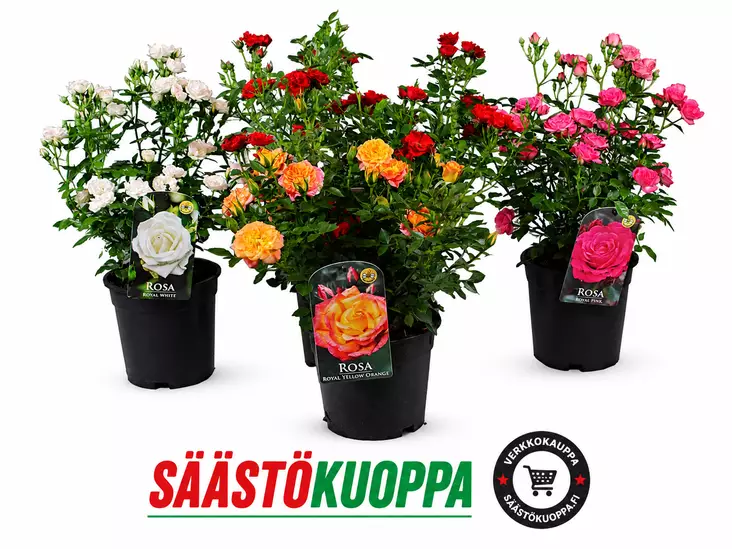 Patioruusu 17cm - Kesäkukat - 8717191140003 - 1