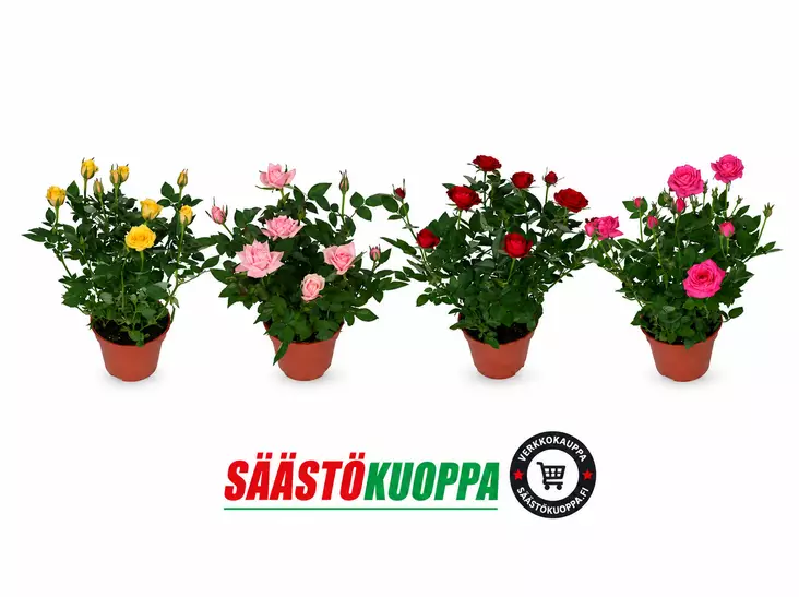 Ruukkuruusu 10,5CM - Kesäkukat - 8713626207143 - 1