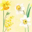 Duni Lautasliina 33cm Spring Daffodil - Lautasliinat - 7321012007584 - 1