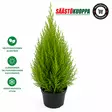 Kultasypressi 13cm - Kesäkukat - 8716137001484 - 1