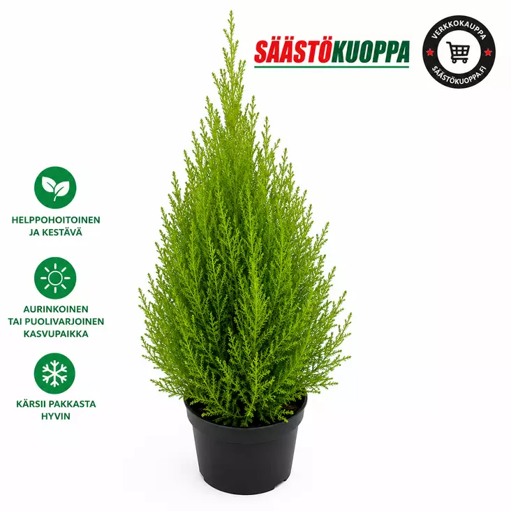 Kultasypressi 13cm - Kesäkukat - 8716137001484 - 1