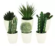 Kaktus ruukussa lajitelma - Tekokasvit ja -kukat - 8719987502835 - 1