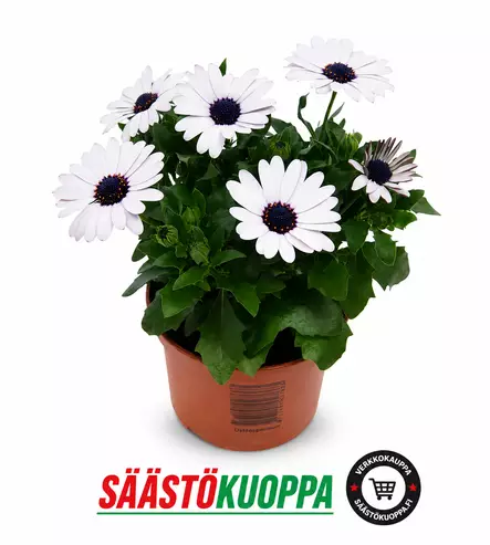 Tähtisilmä 11cm - Kesäkukat - 8717191027656 - 1