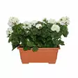 4living pelargonia parvekeruukussa - Tekokasvit ja -kukat - 6410416319896 - 1