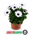 Tähtisilmä 11cm - Kesäkukat - 8717191027656 - 1