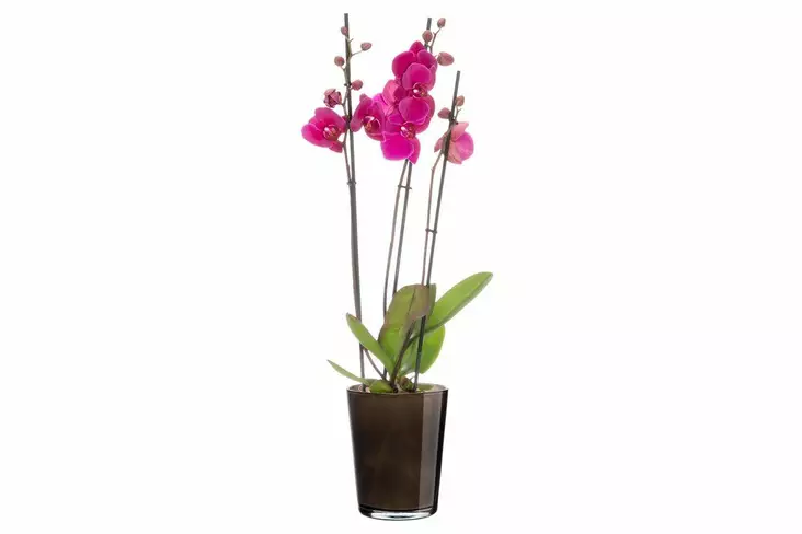 4Living Orkidearuukku Lille savunharmaa - Ruukut ja amppelit - 6410416452456 - 1