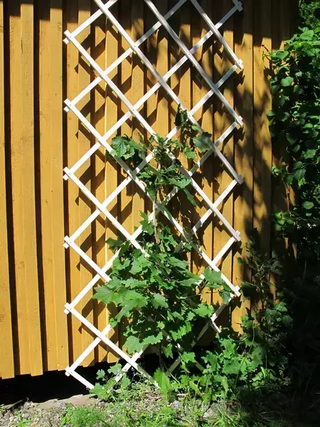 Köynnössäleikkö 0,9X2M valkoinen - Kasvien ja pensaiden tuet ja kehikot - 6430040621776 - 1