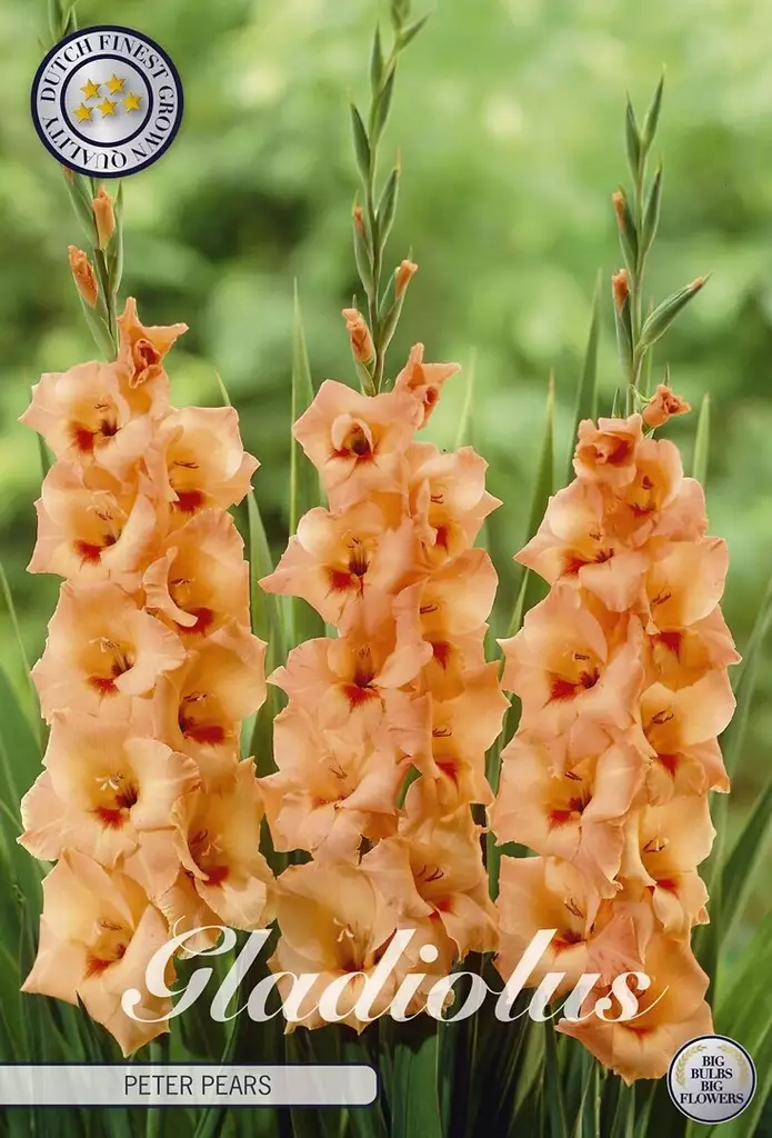 Miekkalilja Peter Pears - Siemenet ja sipulit - 8718036005426 - 1