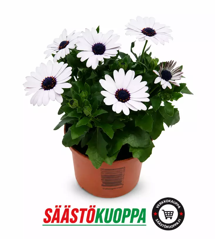 Tähtisilmä 11cm - Kesäkukat - 8717191027656 - 1