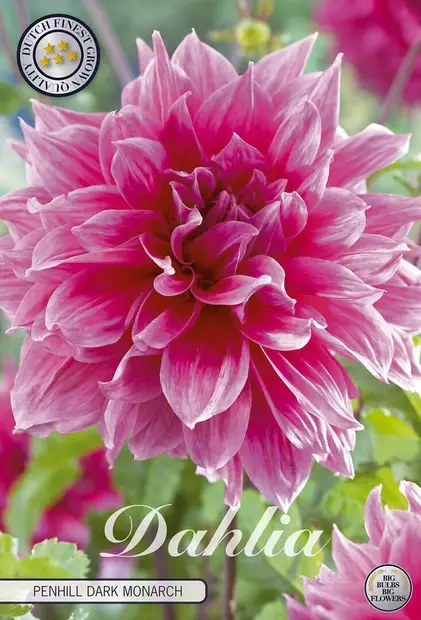 Dahlia Penhill dark monarch - Siemenet ja sipulit - 8719497269167 - 1