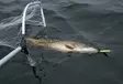 Ahti Jämerä haavi 167cm - Kalaverkot ja verkkotarvikkeet - 6418252921617 - 2