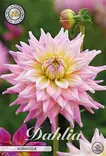 Dahlia Romantique - Siemenet ja sipulit - 8720812974307 - 1