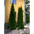 Tuija Smaragd 80-100cm - Puut ja pensaat - 6417189609827 - 1