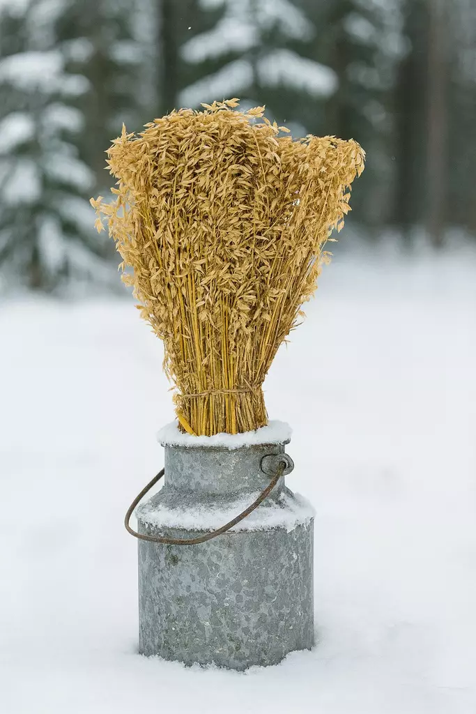 Kauralyhde Lumijoelta TJPakaslahti - Linnunruoka - 6417031000017 - 2