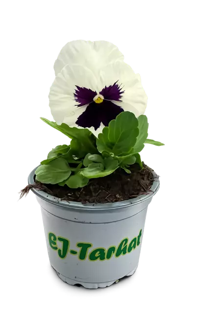 Orvokki 9cm astia - Kesäkukat - 6418751200107 - 1