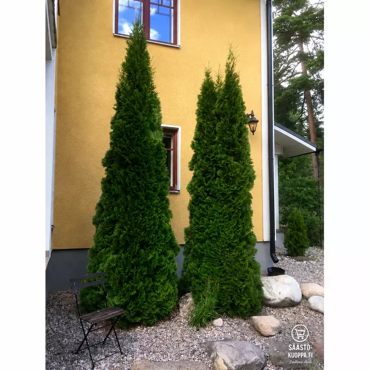 Tuija Smaragd 80-100cm - Puut ja pensaat - 6417189609827 - 1