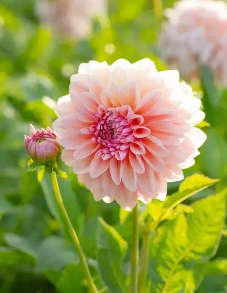 Dahlia Sturm sweet maria - Siemenet ja sipulit - 8720812974338 - 1