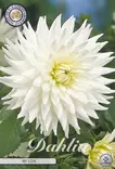 Dahlia My love - Siemenet ja sipulit - 8718036004788 - 1