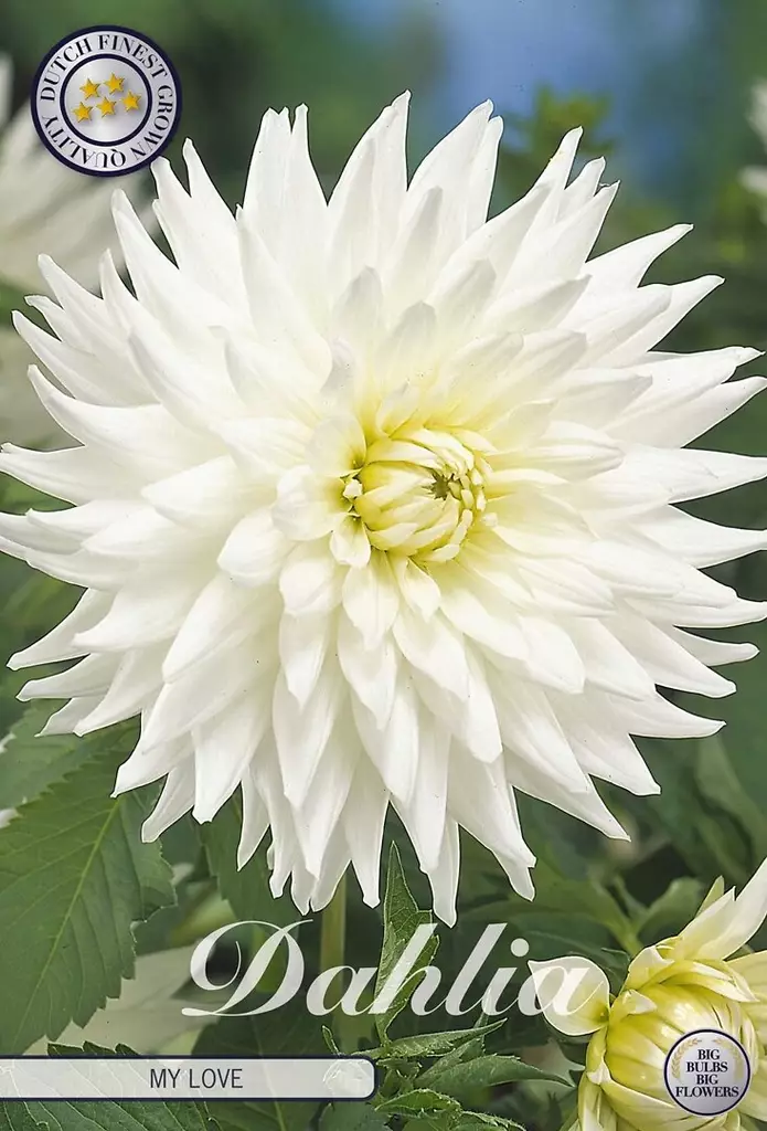 Dahlia My love - Siemenet ja sipulit - 8718036004788 - 1
