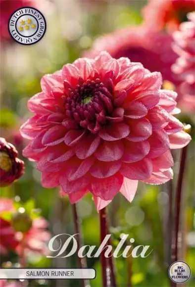 Dahlia Salmon runner - Siemenet ja sipulit - 8718036506848 - 1