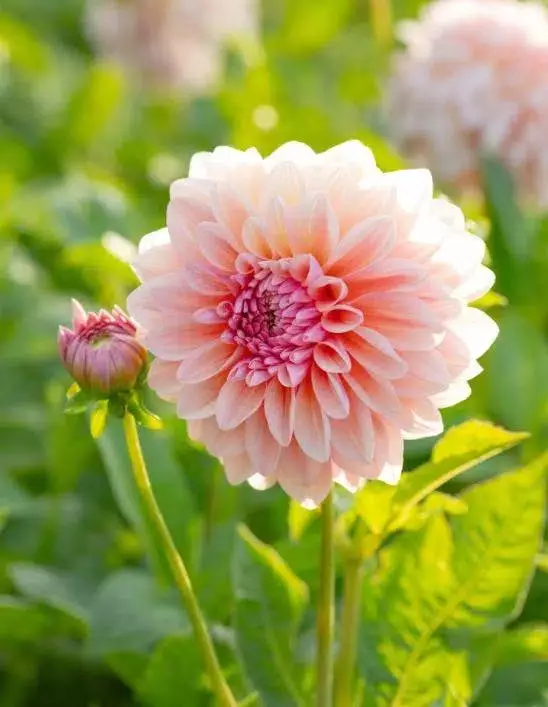 Dahlia Sturm sweet maria - Siemenet ja sipulit - 8720812974338 - 1