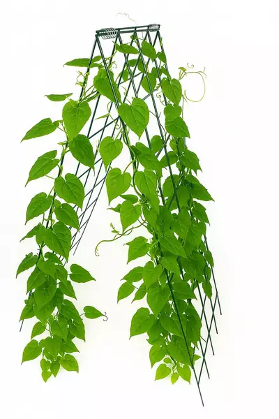 Köynnöstuki Metallisäleikkö 122x43cm - Aitaverkot ja suojaverkot - 6416556937129 - 2