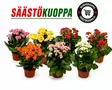 Tulilatva mix 12cm - Huonekasvit - 8713626144769 - 1