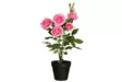 Ruusu isokukkainen ruukussa vaalp. 49cm - Tekokasvit ja -kukat - 6410416435879 - 3
