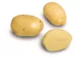 Siemenperuna Siikli 5kg - Siemenet ja sipulit - 6420617360399 - 2