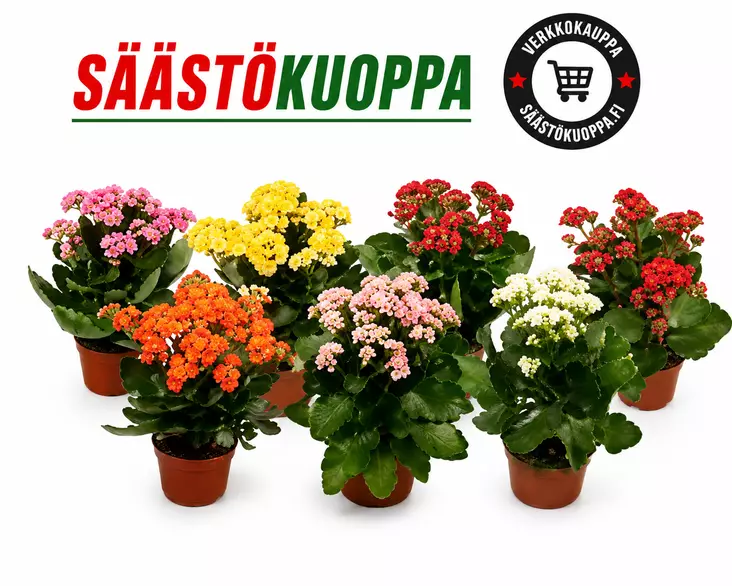 Tulilatva mix 12cm - Huonekasvit - 8713626144769 - 1